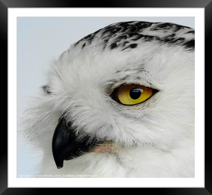 Snowy Owl - Bubo scandiacus Framed Mounted Print by Terry Brooks