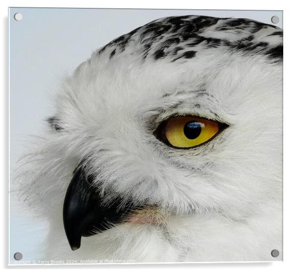 Snowy Owl - Bubo scandiacus Acrylic by Terry Brooks