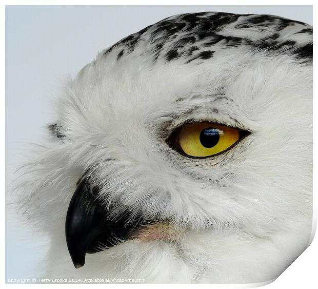 Snowy Owl - Bubo scandiacus Print by Terry Brooks