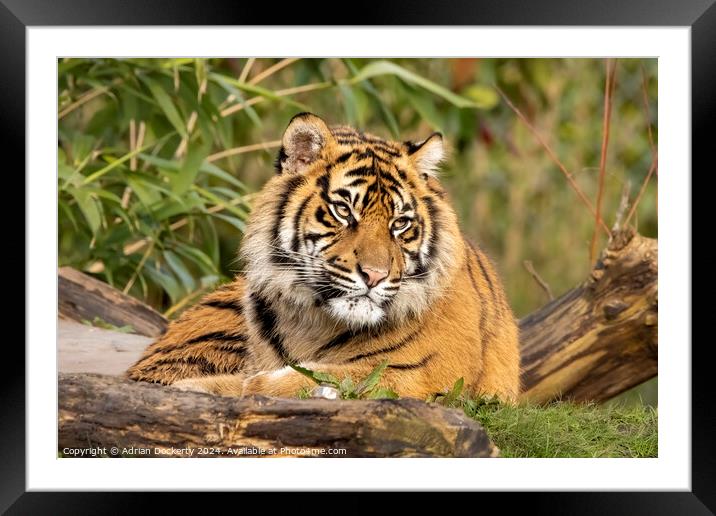 Sumatran tiger cub  Framed Mounted Print by Adrian Dockerty