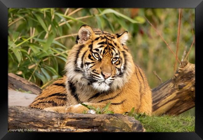 Sumatran tiger cub  Framed Print by Adrian Dockerty