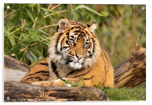 Sumatran tiger cub  Acrylic by Adrian Dockerty