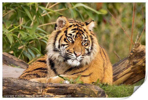 Sumatran tiger cub  Print by Adrian Dockerty