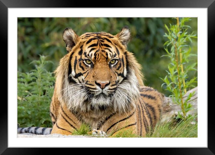 Animal  Framed Mounted Print by Adrian Dockerty