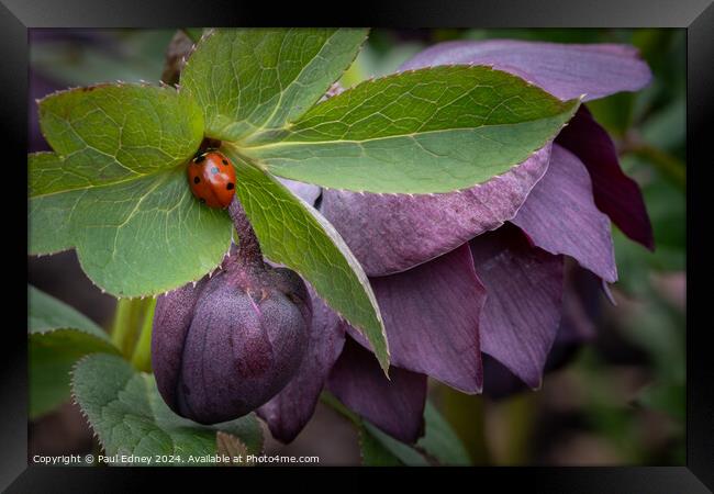 Ladybird visiting purple hellebore Framed Print by Paul Edney