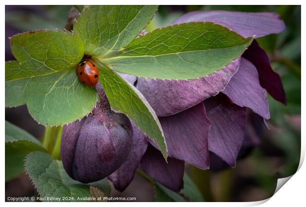 Ladybird visiting purple hellebore Print by Paul Edney
