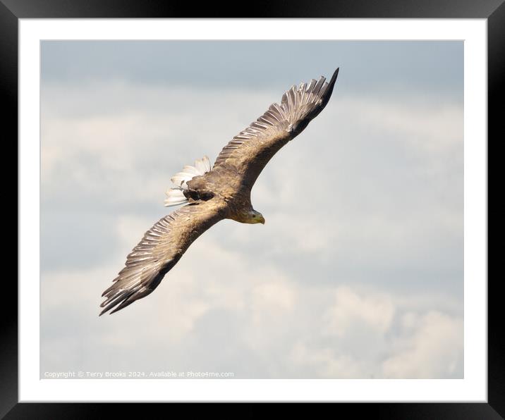 White Tailed Sea Eagle Framed Mounted Print by Terry Brooks