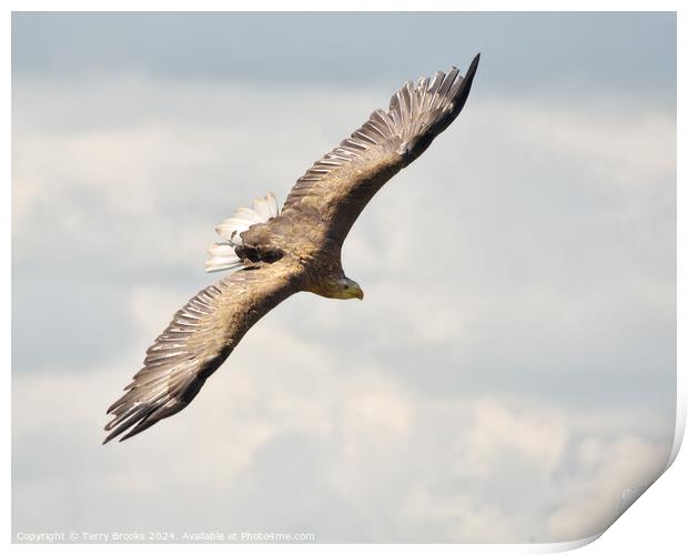 White Tailed Sea Eagle Print by Terry Brooks