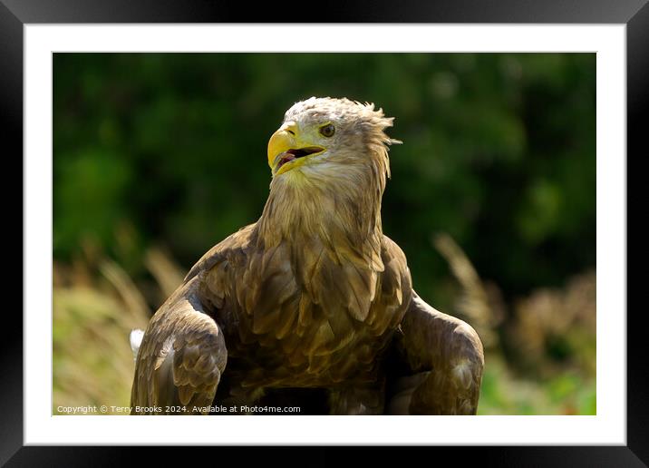 White Tailed Sea Eagle Framed Mounted Print by Terry Brooks