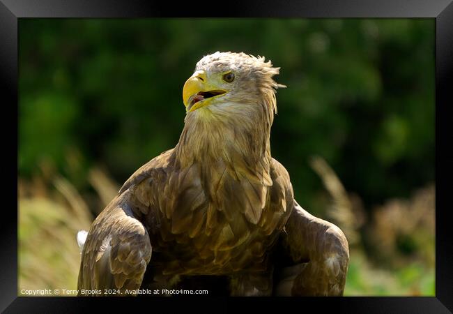 White Tailed Sea Eagle Framed Print by Terry Brooks