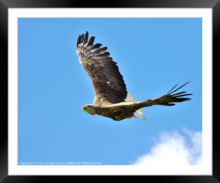 White Tailed Sea Eagle in Flight Framed Mounted Print by Terry Brooks