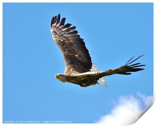 White Tailed Sea Eagle in Flight Print by Terry Brooks
