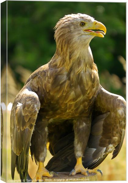 White Tailed Sea Eagle Canvas Print by Terry Brooks