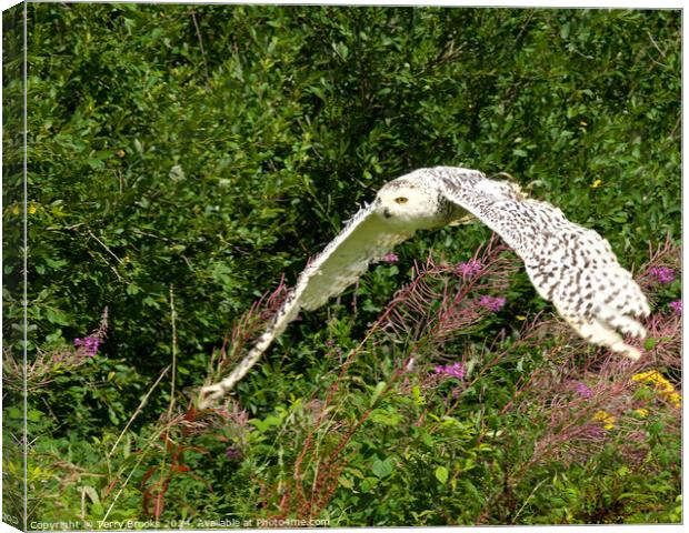 Snowy Owl in Flight Canvas Print by Terry Brooks