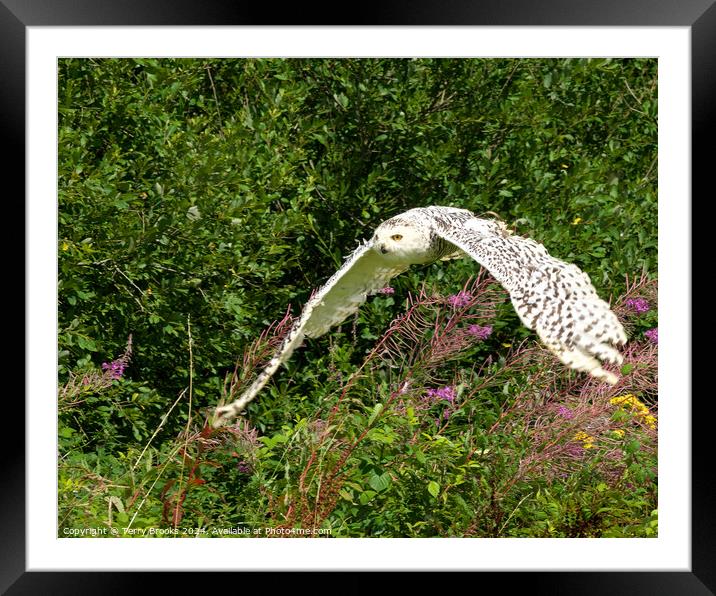 Snowy Owl in Flight Framed Mounted Print by Terry Brooks