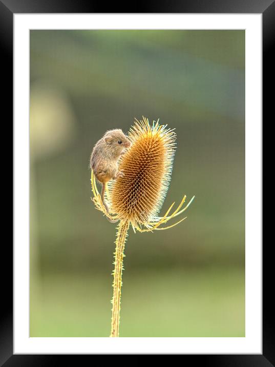 Harvest Mouse 2 Framed Mounted Print by Helkoryo Photography