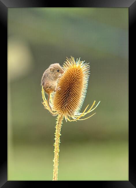 Harvest Mouse 2 Framed Print by Helkoryo Photography