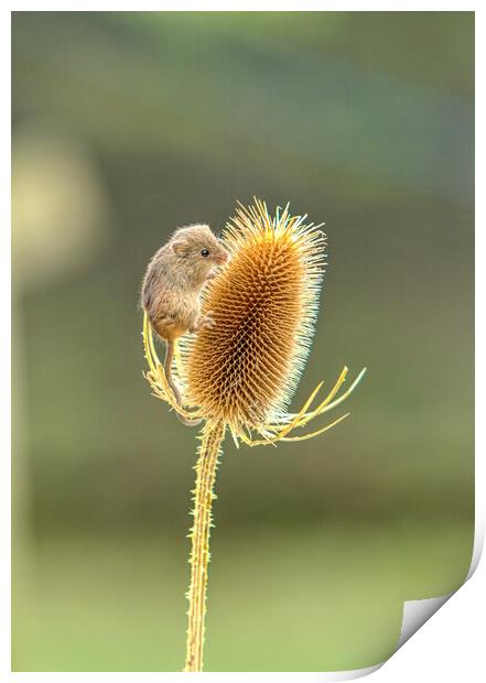 Harvest Mouse 2 Print by Helkoryo Photography