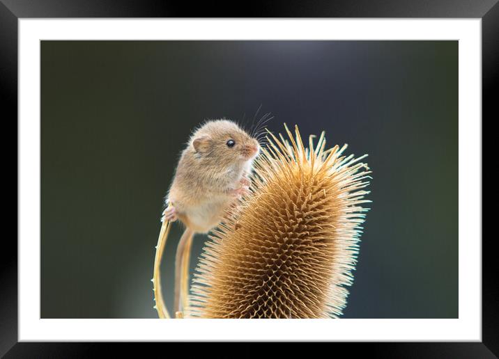 Harvest Mouse 3 Framed Mounted Print by Helkoryo Photography