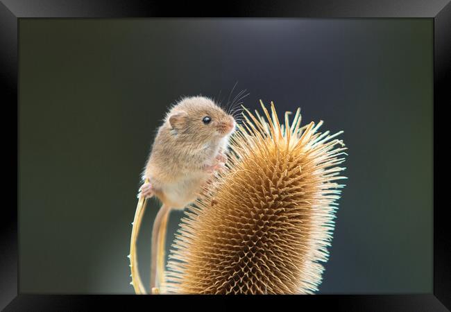 Harvest Mouse 3 Framed Print by Helkoryo Photography