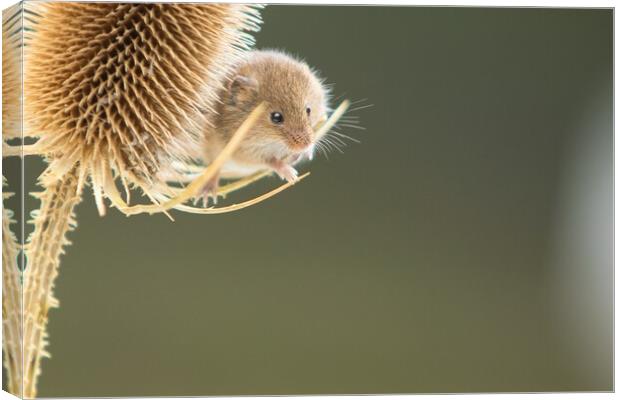 Harvest Mouse 4 Canvas Print by Helkoryo Photography