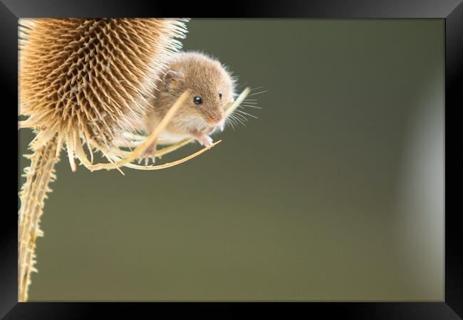 Harvest Mouse 4 Framed Print by Helkoryo Photography