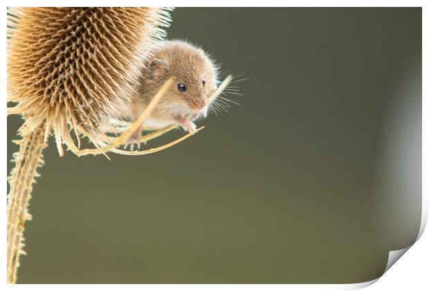 Harvest Mouse 4 Print by Helkoryo Photography