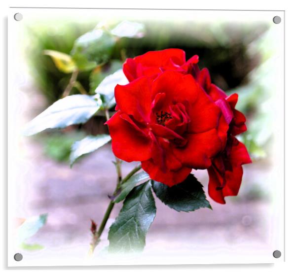 Red Rose Acrylic by Stephen Hamer