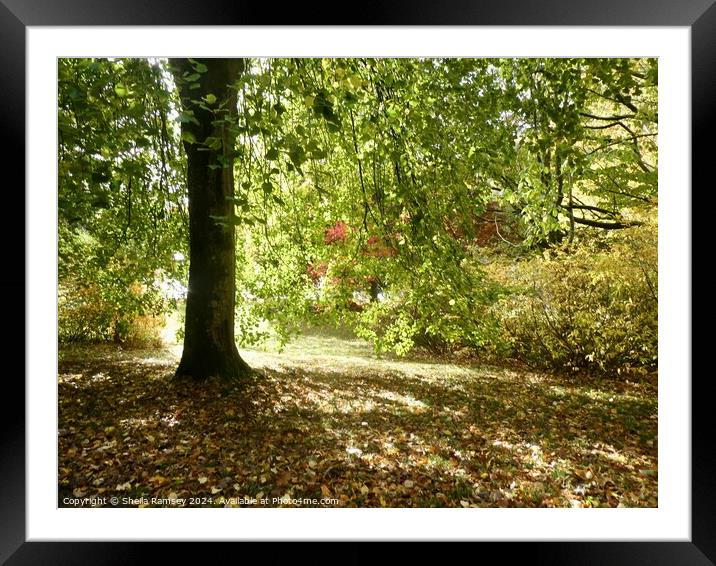 Woodland In Autumn Sunshine Framed Mounted Print by Sheila Ramsey