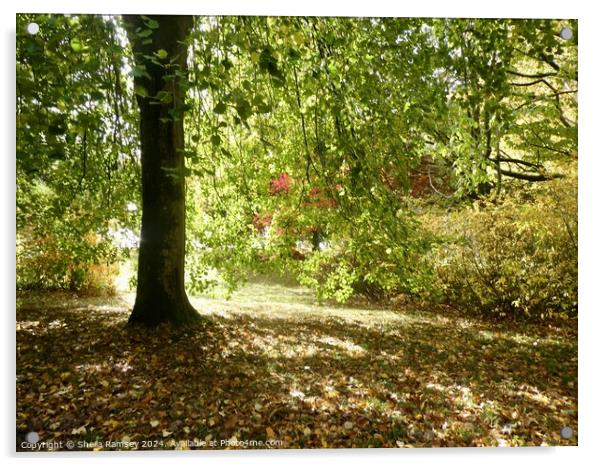 Woodland In Autumn Sunshine Acrylic by Sheila Ramsey