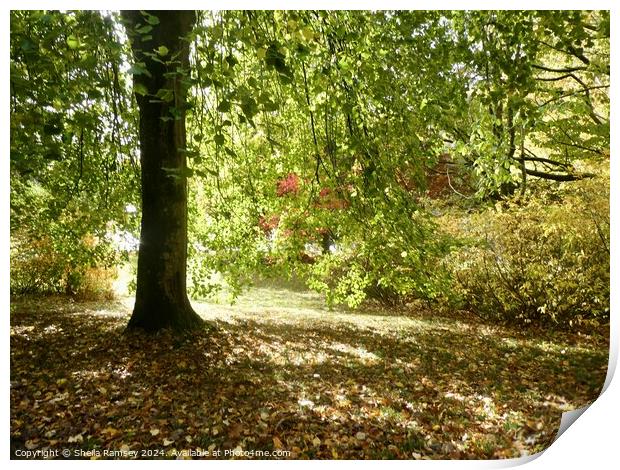 Woodland In Autumn Sunshine Print by Sheila Ramsey