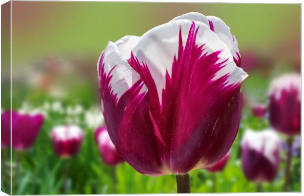 Tulip Flower Canvas Print by Alison Chambers