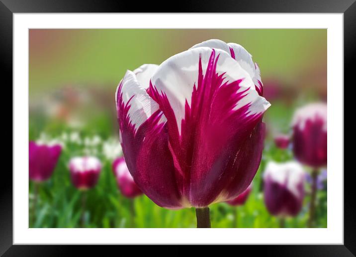 Tulip Flower Framed Mounted Print by Alison Chambers