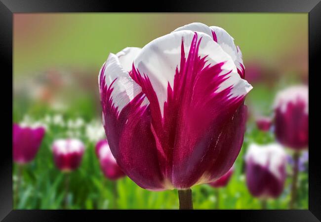 Tulip Flower Framed Print by Alison Chambers