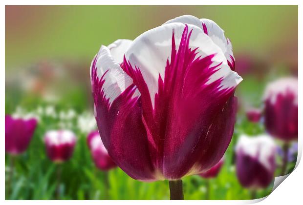 Tulip Flower Print by Alison Chambers