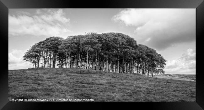 The Nearly Home trees monochrome Framed Print by Diana Mower