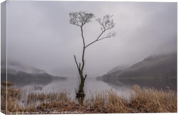 Lone tree in misty Buttermere, Lake District, Engl Canvas Print by Paul Edney