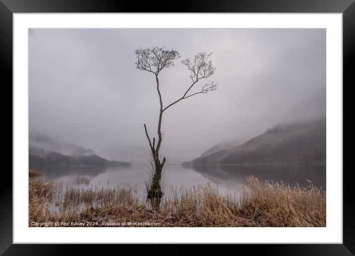 Lone tree in misty Buttermere, Lake District, Engl Framed Mounted Print by Paul Edney