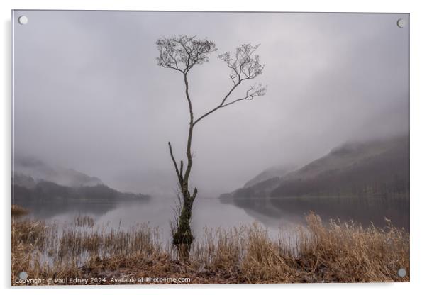 Lone tree in misty Buttermere, Lake District, Engl Acrylic by Paul Edney