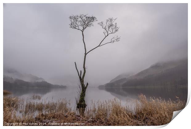 Lone tree in misty Buttermere, Lake District, Engl Print by Paul Edney