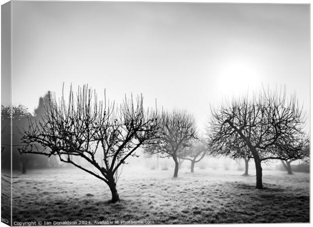 Frozen Orchard Canvas Print by Ian Donaldson