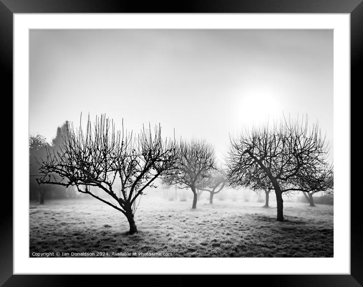 Frozen Orchard Framed Mounted Print by Ian Donaldson