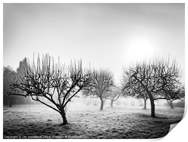 Frozen Orchard Print by Ian Donaldson