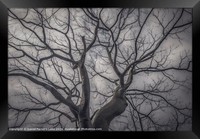 Landscape forest ceiba tree, guayaquil, ecuador Framed Print by Daniel Ferreira-Leite
