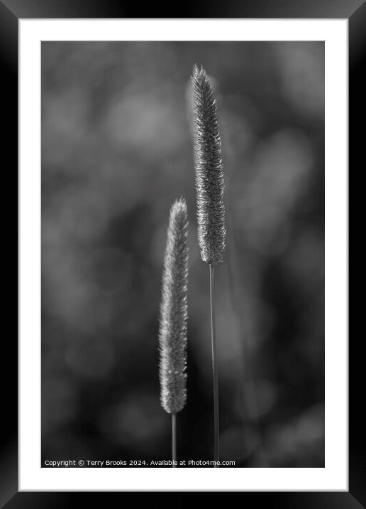 Black and White Grasses Framed Mounted Print by Terry Brooks