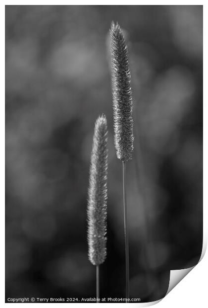 Black and White Grasses Print by Terry Brooks