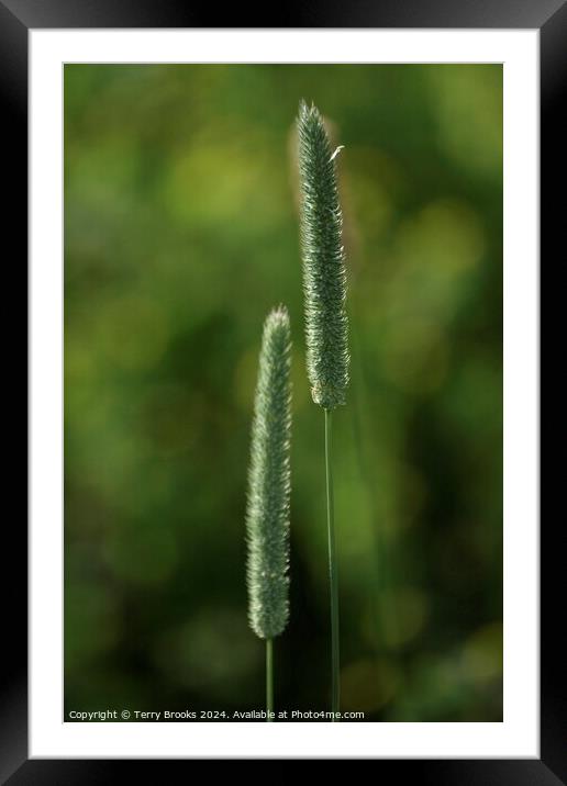 Abstract Grass Plants Framed Mounted Print by Terry Brooks