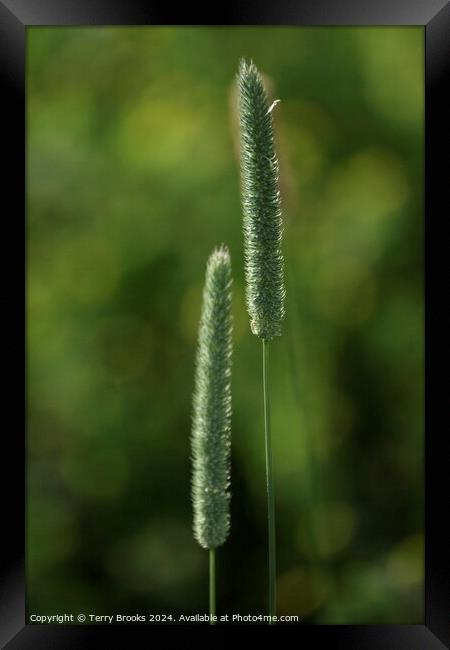 Abstract Grass Plants Framed Print by Terry Brooks