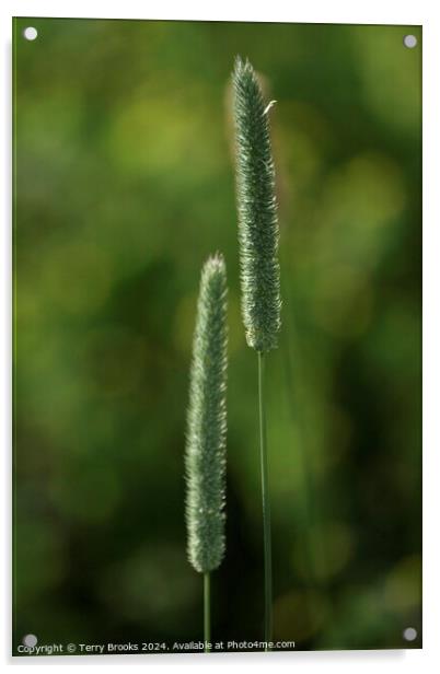 Abstract Grass Plants Acrylic by Terry Brooks