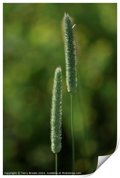 Abstract Grass Plants Print by Terry Brooks